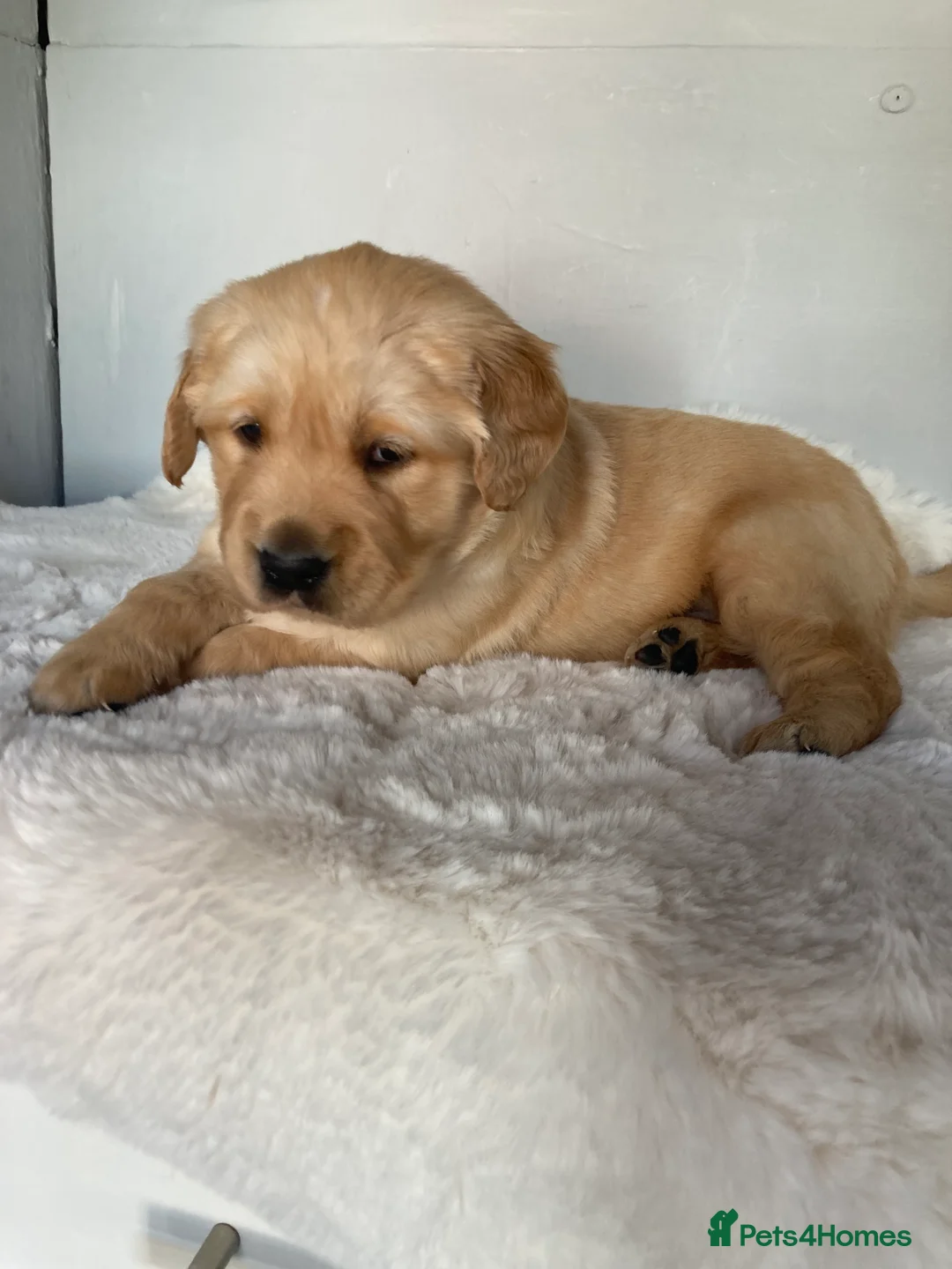 Golden Retriever dogs for sale: Chunky kc registered golden retriever puppy’s  - Advert 2