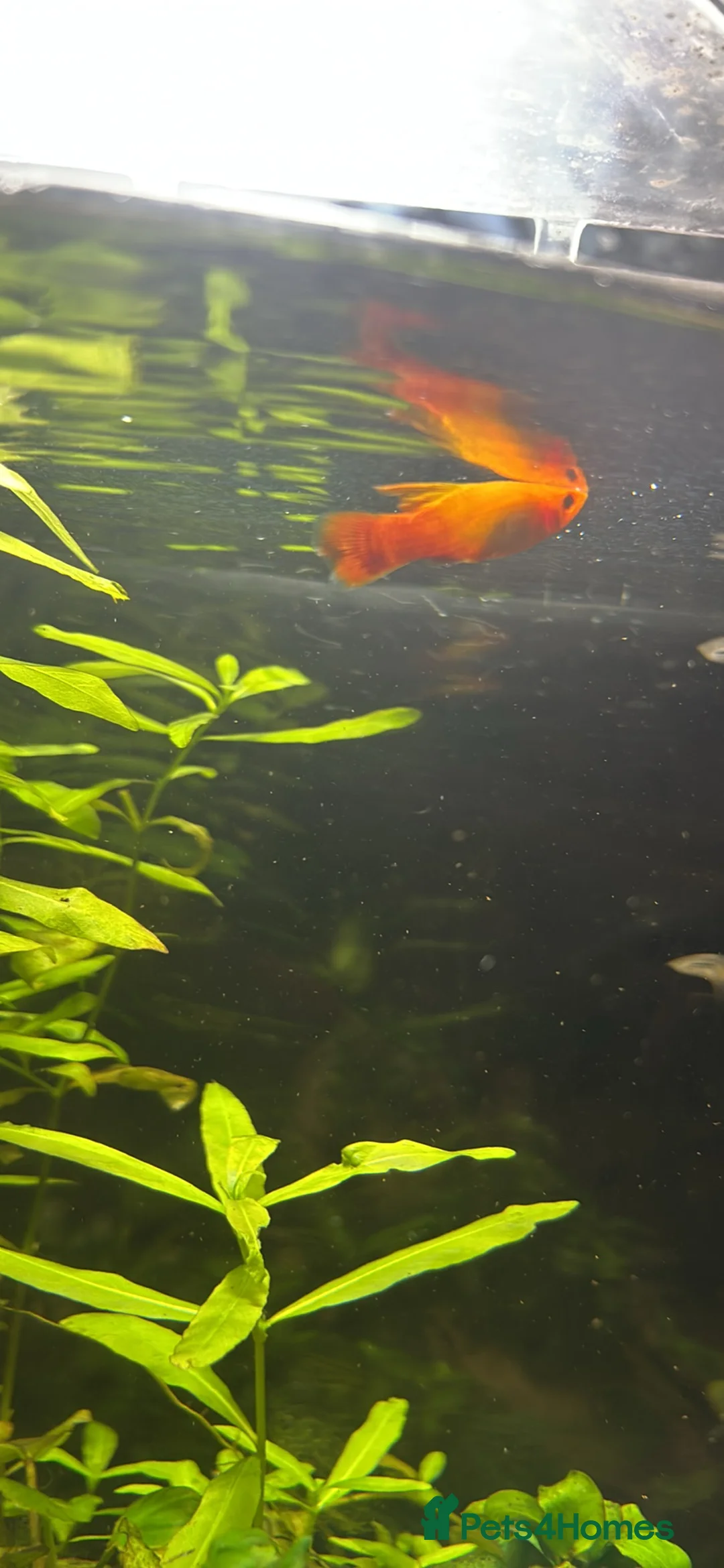 Barbs fish for sale: Full tropical setup with live plants and fish - Advert 12