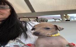 Italian Greyhound dogs for sale: Beautiful Italian Greyhound puppies - Image 9