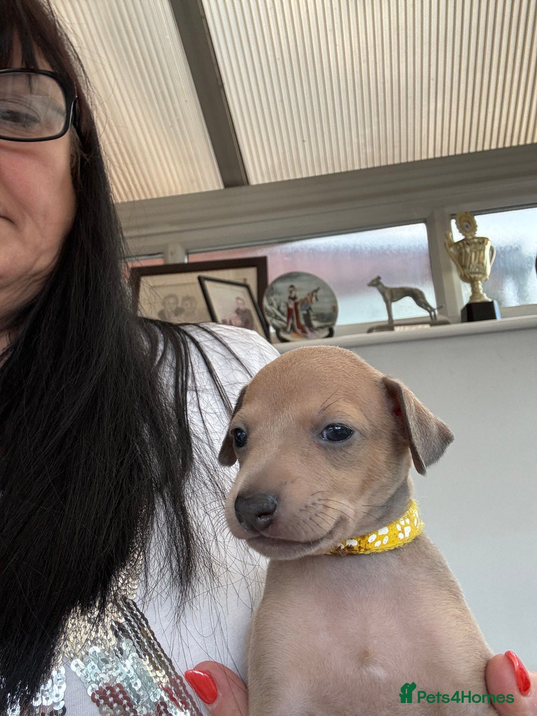 Italian Greyhound dogs for sale: Beautiful Italian Greyhound puppies - Image 9