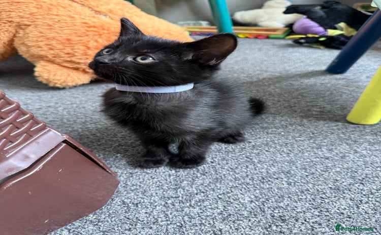 Mixed Breed cats - Advert 2