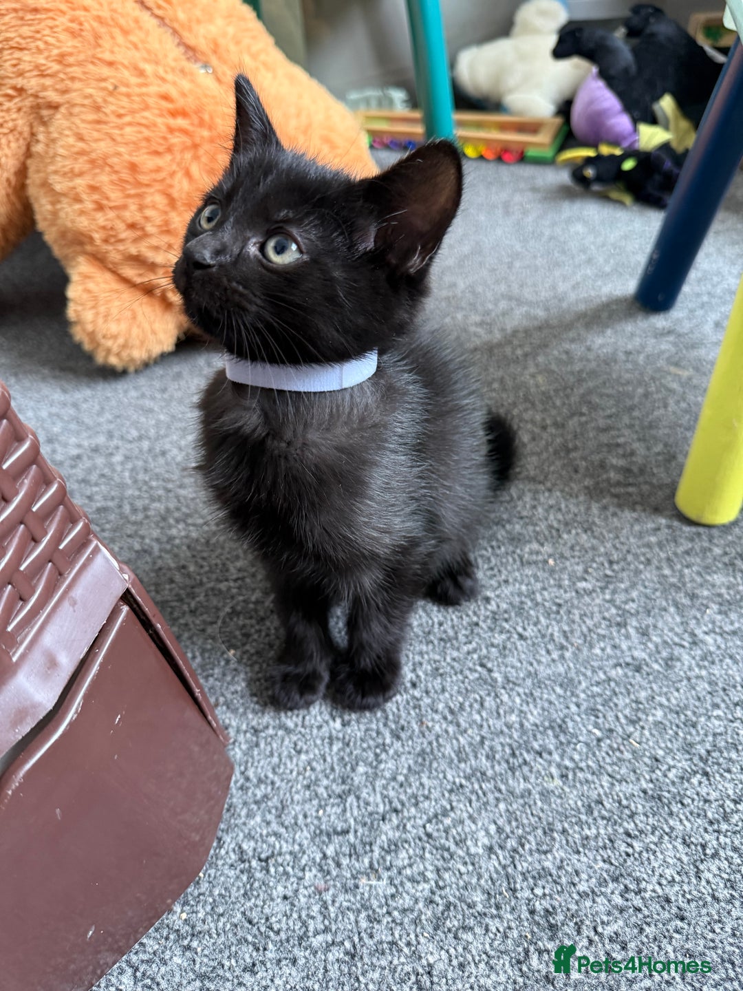 Mixed Breed cats for sale: 2 beautiful kittens looking for a loved homes - Image 1