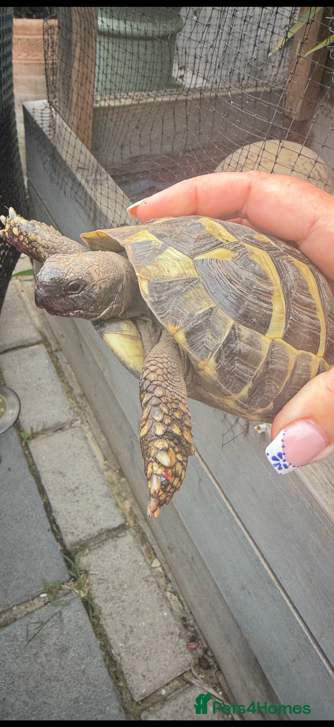 Tortoise reptiles for sale: 3yr old MALE Herman tortoise  - Image 4