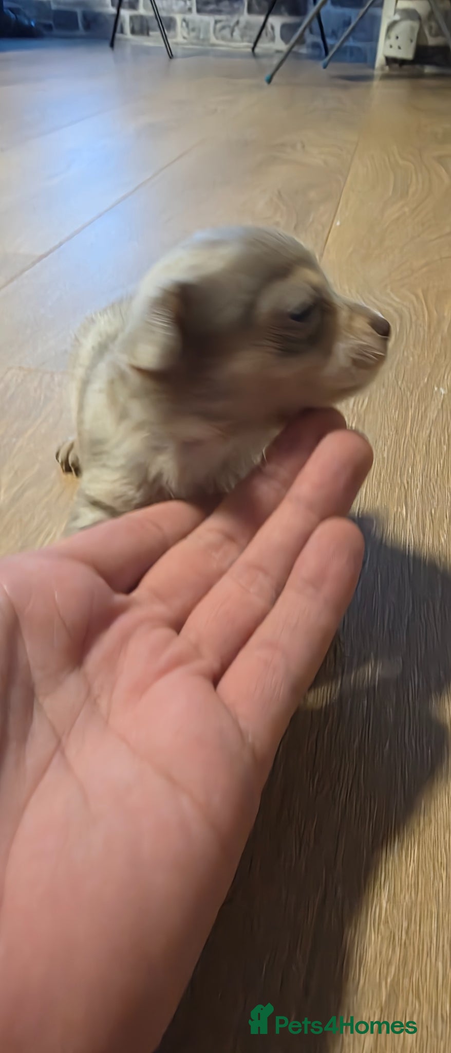 Chihuahua dogs for sale: Long & short haird chihuahua puppies  in Wirral - Advert 19