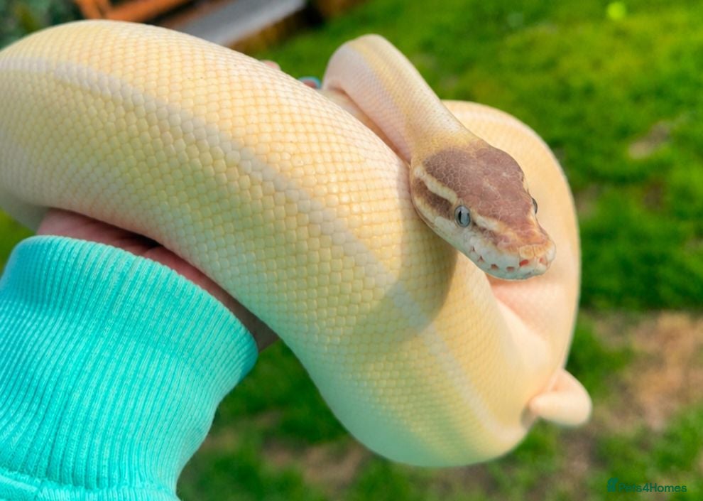 Python Snake reptiles BEL Python looking for a new home - Advert 1