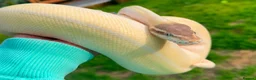 Python Snake reptiles for sale: BEL Python looking for a new home in Gloucester - Advert 1