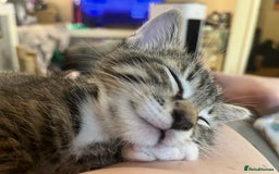 Mixed Breed cats for sale: 3 beautiful 1/4 bengal 1/4 flame nose kittens - Image 8