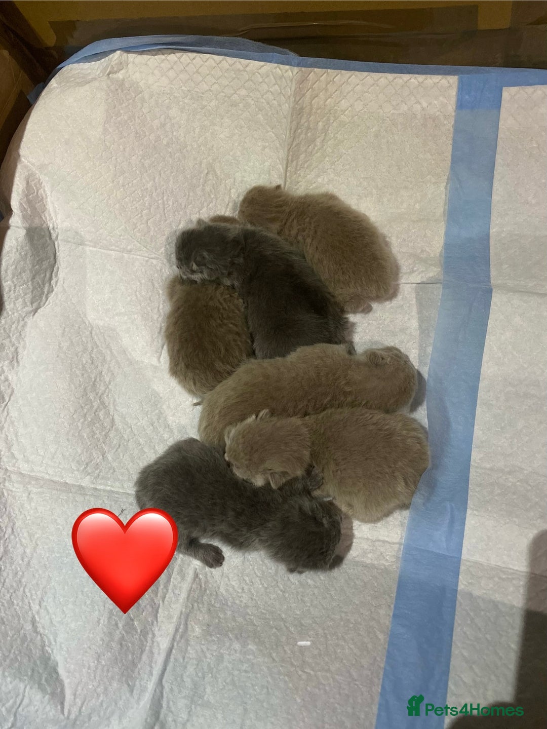 British Shorthair cats for sale: Stunning British shorthair kittens - Advert 2