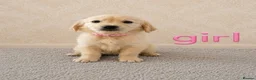 Golden Retriever dogs for sale: Beautiful Golden Retriever puppies  - Advert 5