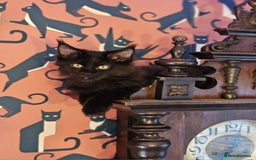 Maine Coon cats for sale: Pure breed Maine Coons Kittens  - Image 13