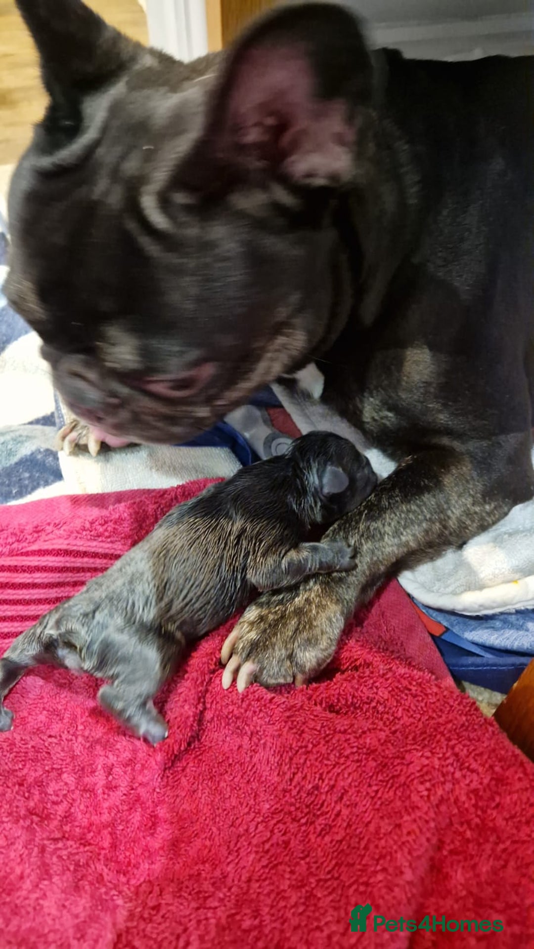 Mixed Breed dogs for sale:  Adorable staffie x frencie pups,Ready Oct31st  - Image 23
