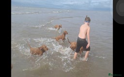 Hungarian Vizsla dogs for sale: Mark  - Image 2