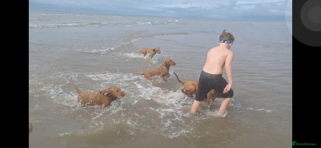 Hungarian Vizsla dogs for sale: Mark  - Image 2