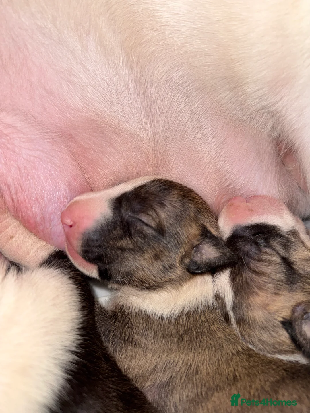 English Bull Terrier dogs for sale: Bull Terrier - Advert 18