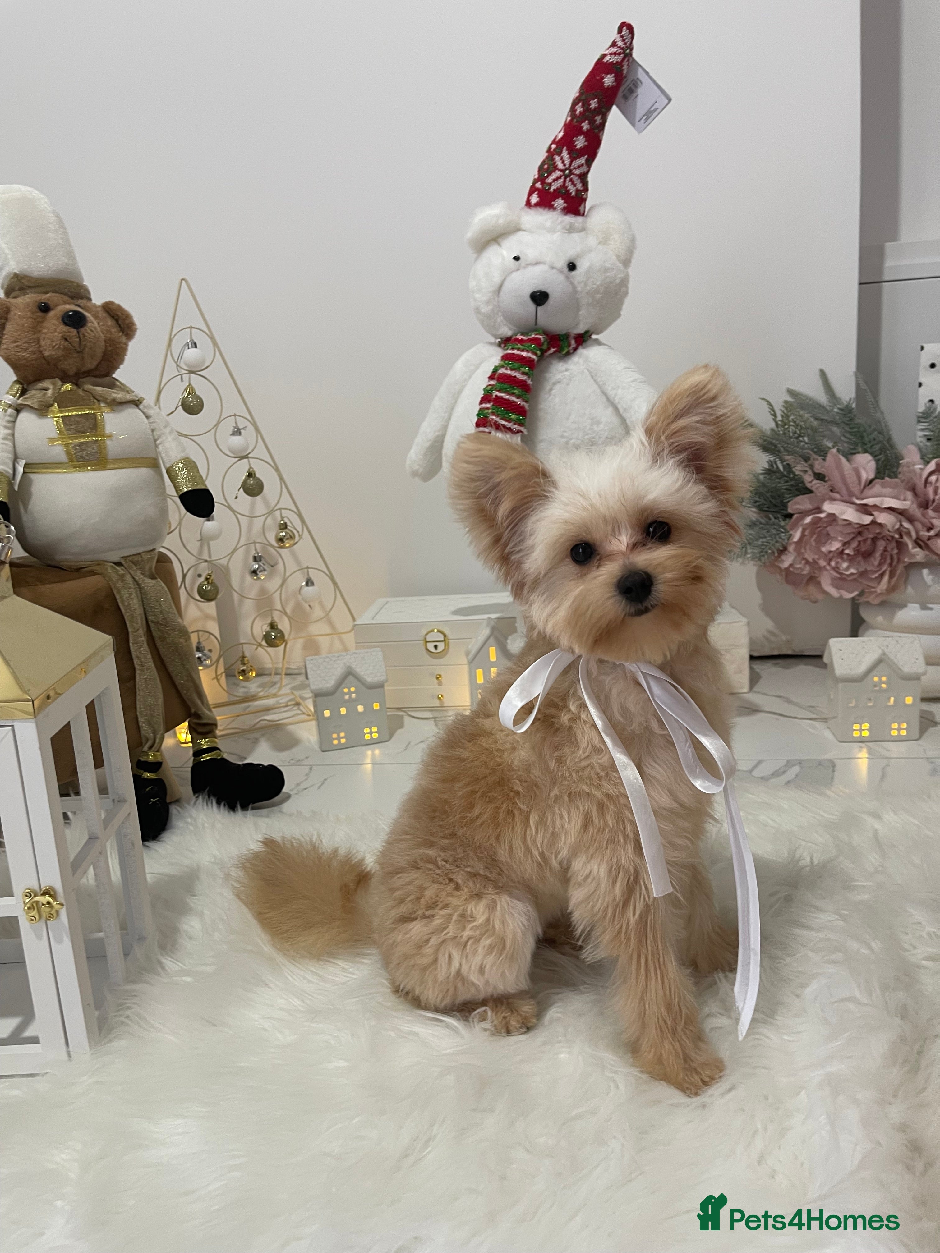 Pomapoo dogs Pomapoo Girl Lindy (£2000 INC. UK Delivery) - Advert 4