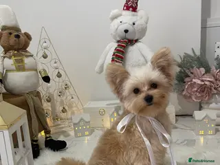 Pomapoo dogs Pomapoo Girl Lindy (£2000 INC. UK Delivery) - Advert 4