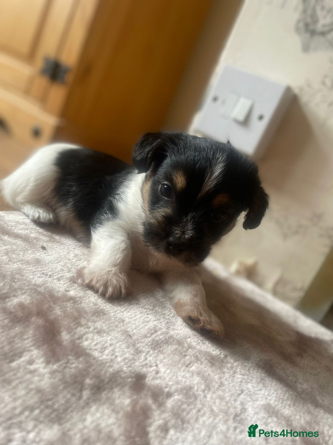 Yorkshire Terrier dogs for sale: Yorkshire terriers - Image 7