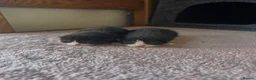 Mixed Breed cats for sale: 2 beautiful sisters looking for their forever home - Advert 8