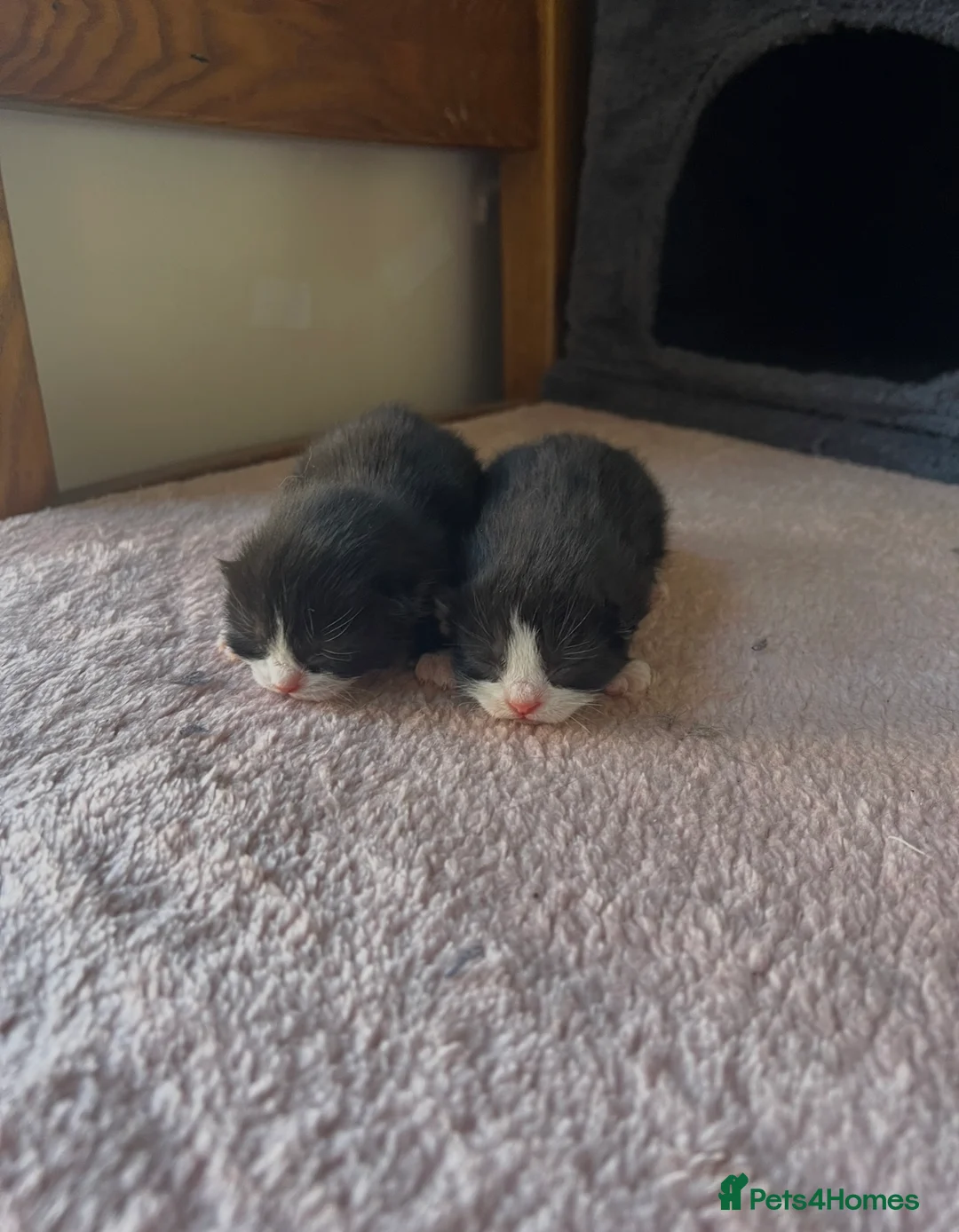 Mixed Breed cats for sale: 2 beautiful sisters looking for their forever home - Advert 8