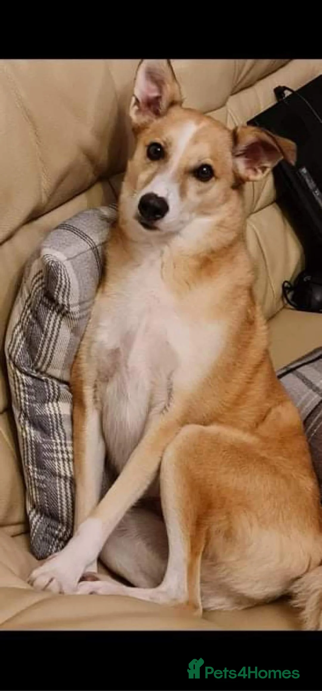 Mixed Breed dogs for adoption: Meet Bailey, currently residing in Wilshire in Calne - Advert 2