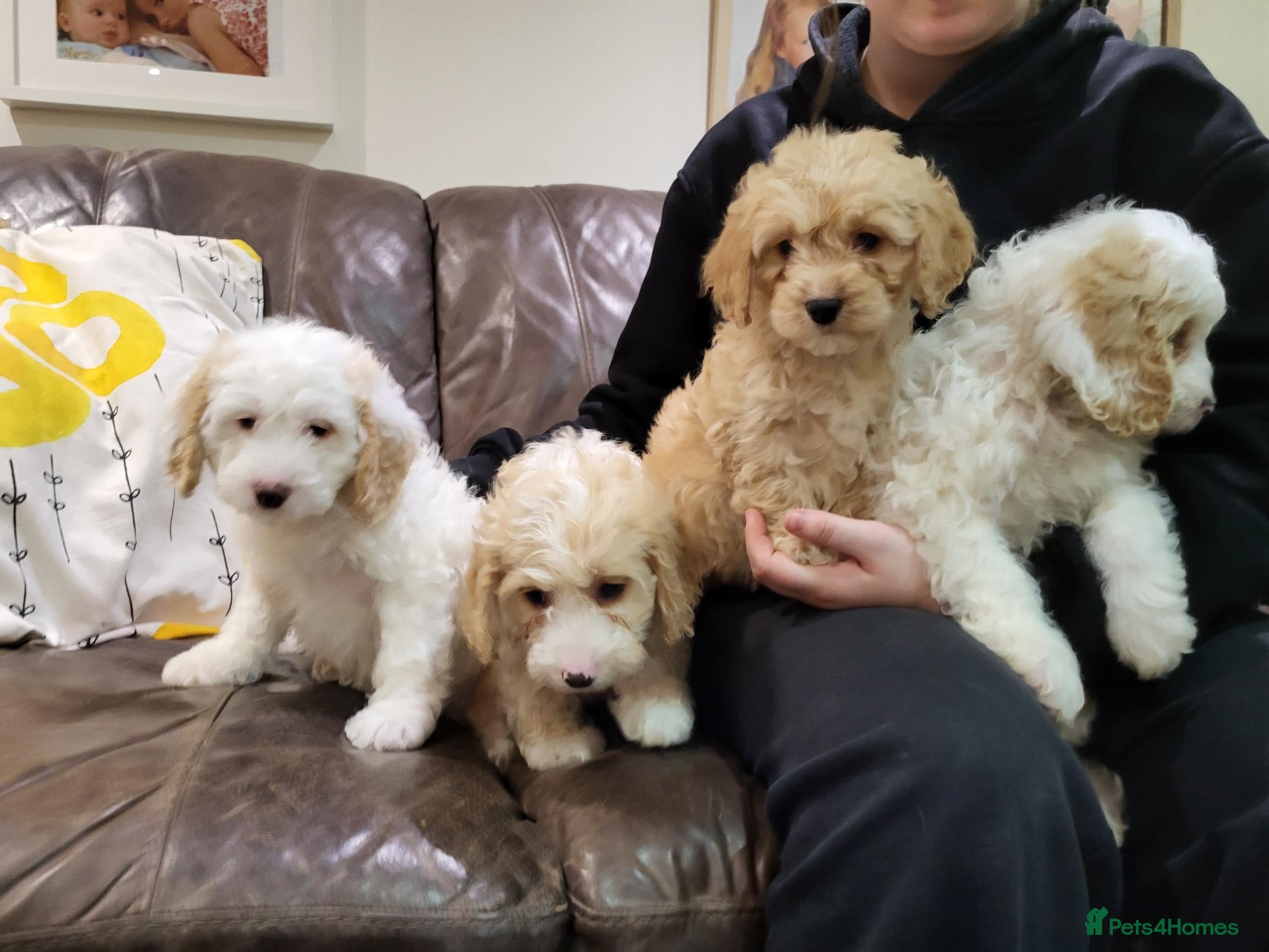 Cockapoo dogs Beautiful cockerpoo puppies for sale - Advert 1