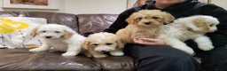 Cockapoo dogs for sale: Beautiful cockerpoo puppies for sale - Advert 1