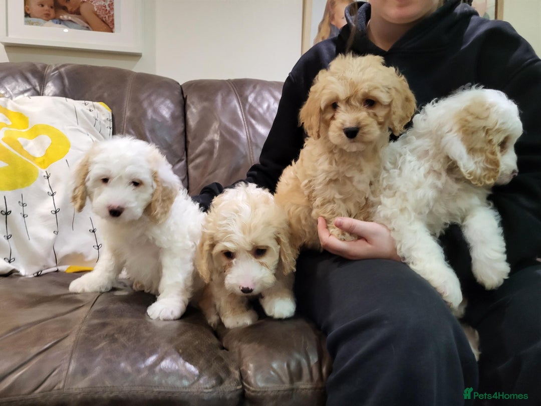 Cockapoo dogs for sale: Beautiful cockerpoo puppies for sale - Advert 1