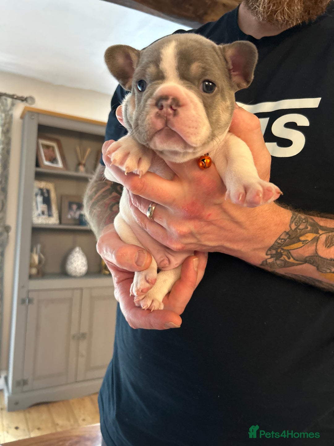 French Bulldog dogs for sale: ✨ REDUCED! STUNNING FRENCHIES LILAC TAN PIED 😍 - Image 8