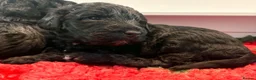 Australian Labradoodle dogs for sale: Multigenerational Australian labradoodles  - Advert 14