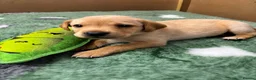 Labrador Retriever dogs for sale: 2 Boys Left red/Yellow KC Labrador puppies  - Advert 14