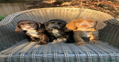 Cocker Spaniel dogs - Advert 9