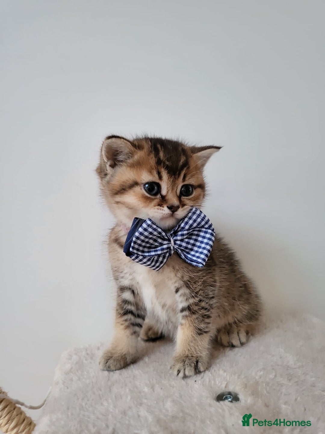 British Shorthair cats for sale:  **  **  **  ** BRITISH SHORTLY **  **  **  **   - Advert 9