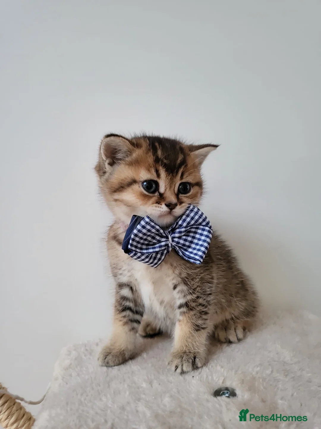 British Shorthair cats for sale:          BRITISH SHORTHAIR - Advert 7