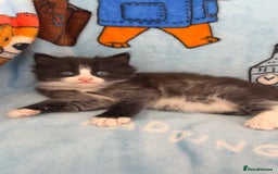 Mixed Breed cats for sale: boy kitten looking for his forever home - Image 7