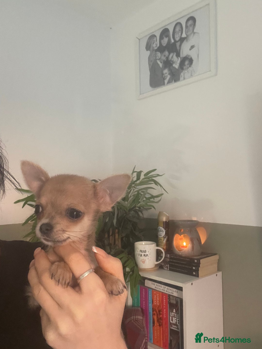 Chihuahua dogs for sale: XXS Teacup Chihuahua puppy - Image 1