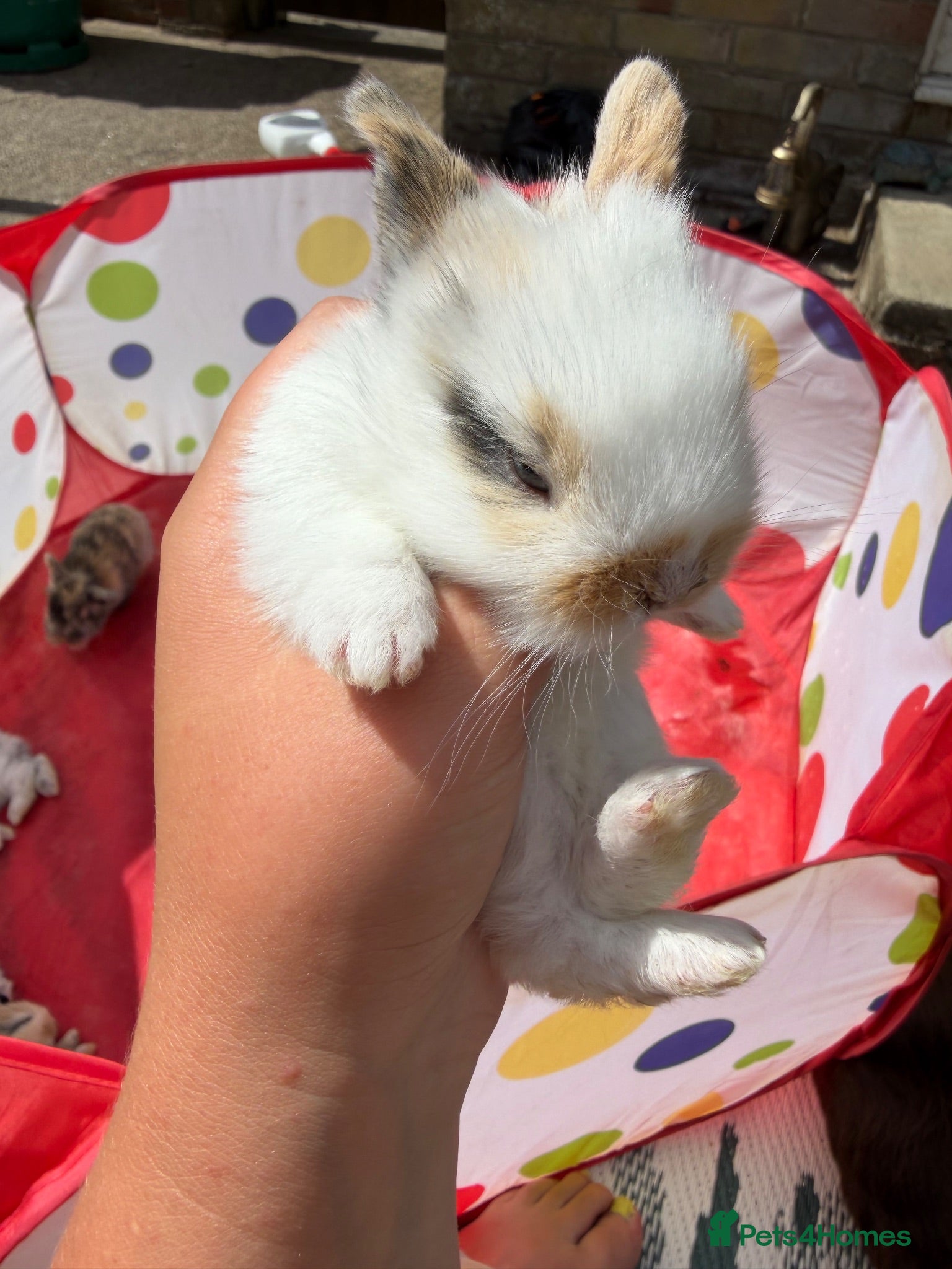 Mixed Breed rabbits 5x MINI LION LOP BUNNIES READY SEPTEMBER  - Advert 11