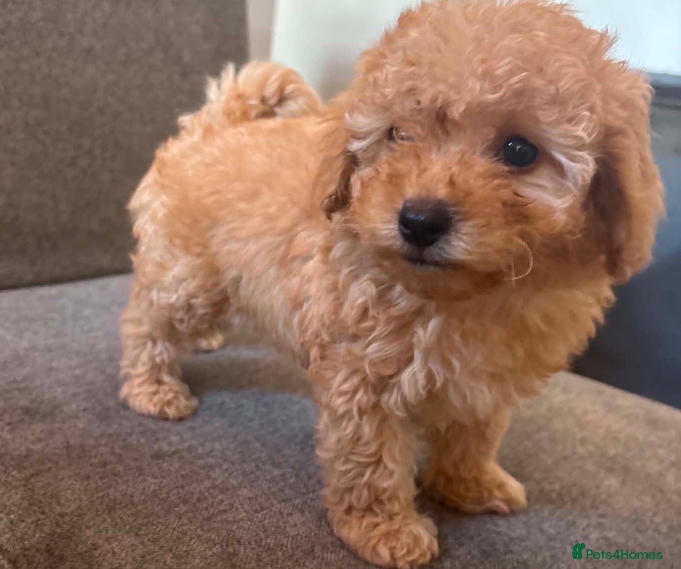 Cavapoo dogs Luxury toyf1b  Cavapoo  - Advert 9