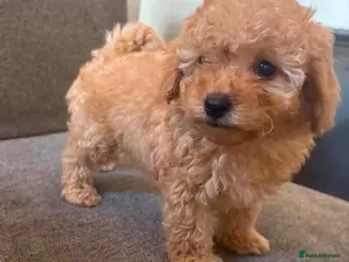 Cavapoo dogs Luxury toyf1b Cavapoo - Advert 9