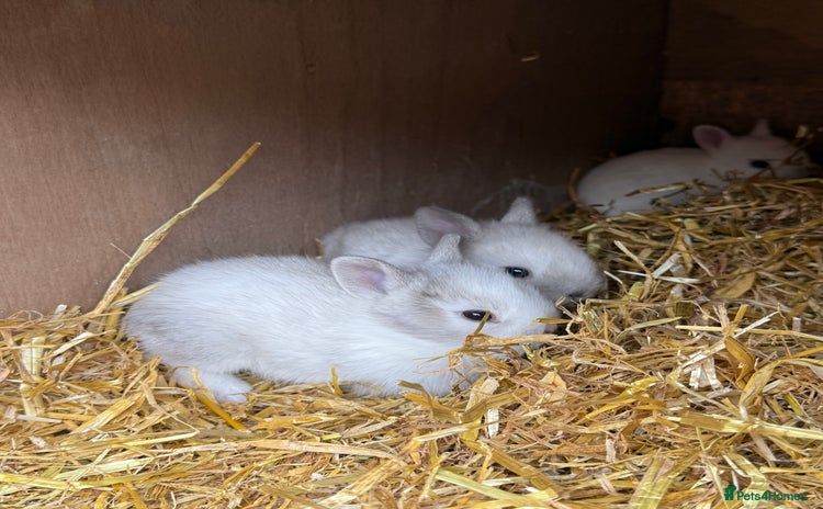 Lionhead rabbits - Advert 11