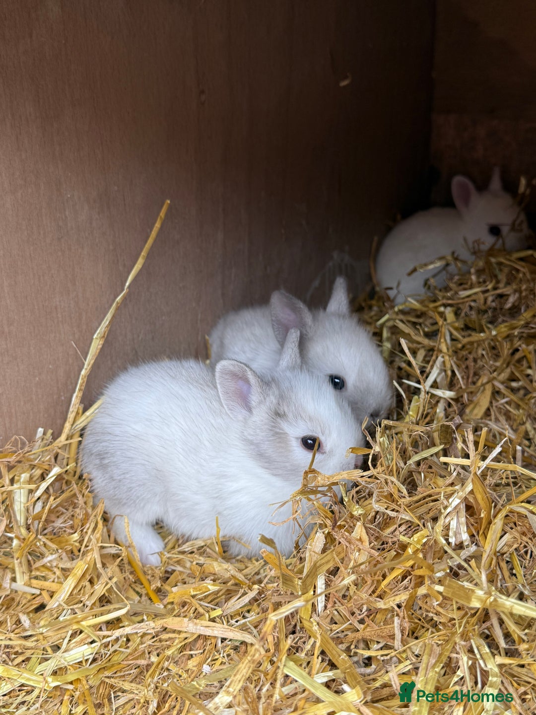 Lionhead rabbits for sale: 4x beautiful lion head bunnies for sale - Image 1
