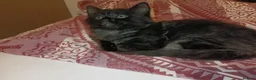 Mixed Breed cats for sale: 3 Kittens  - Advert 2
