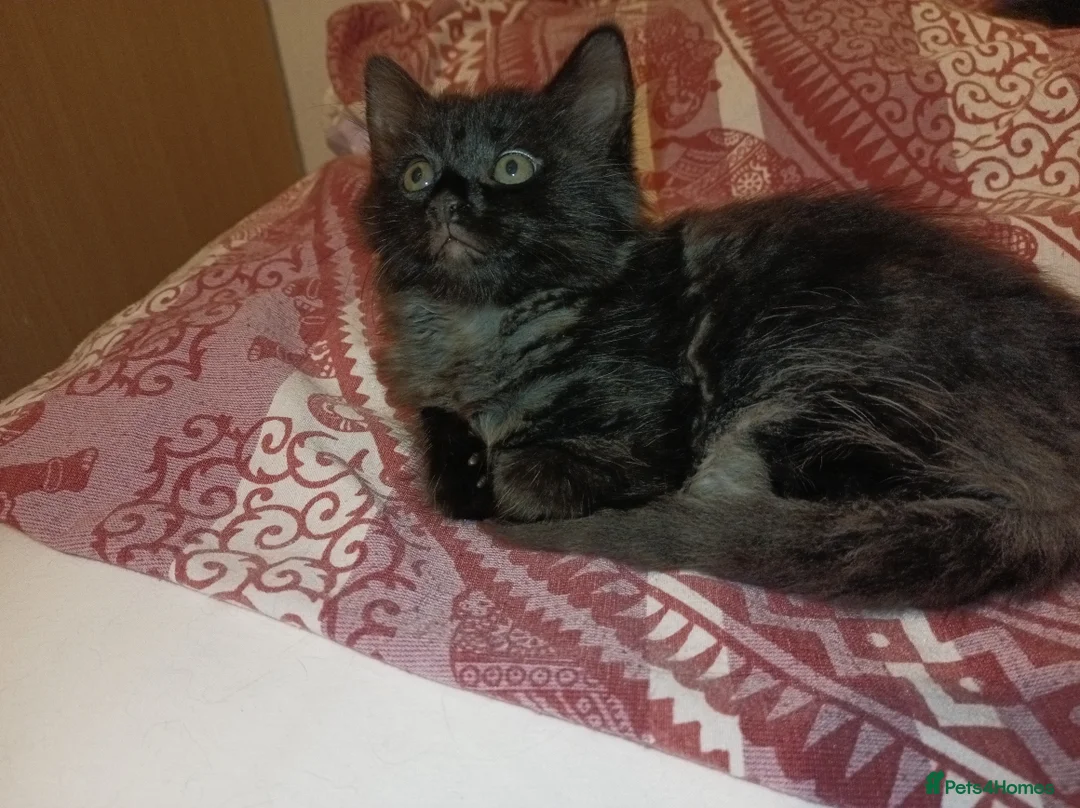 Mixed Breed cats for sale: 3 Kittens  - Advert 2