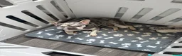French Bulldog dogs for sale: French bulldog carrying fluffy - Advert 1