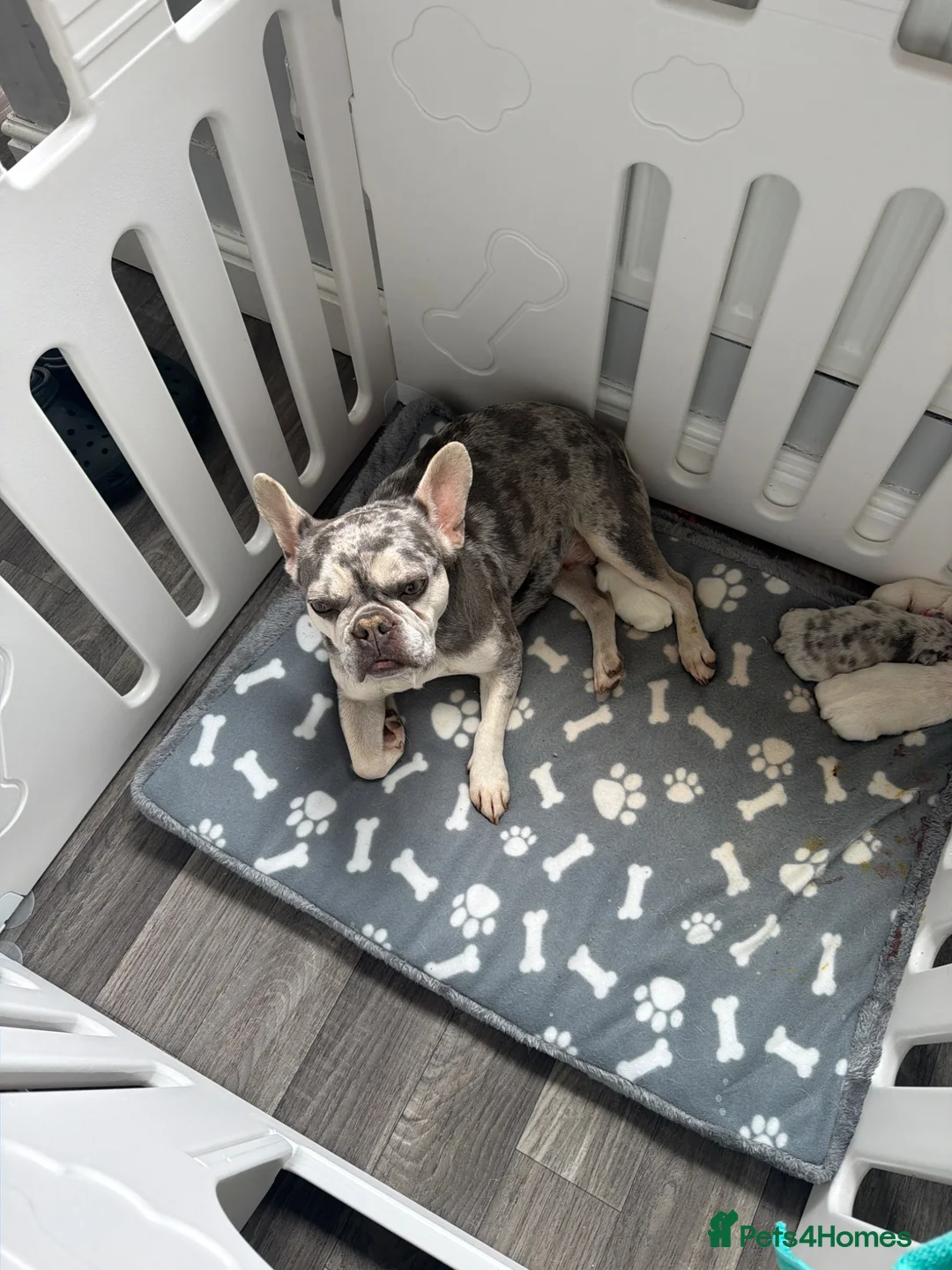French Bulldog dogs for sale: French bulldog carrying fluffy - Advert 1