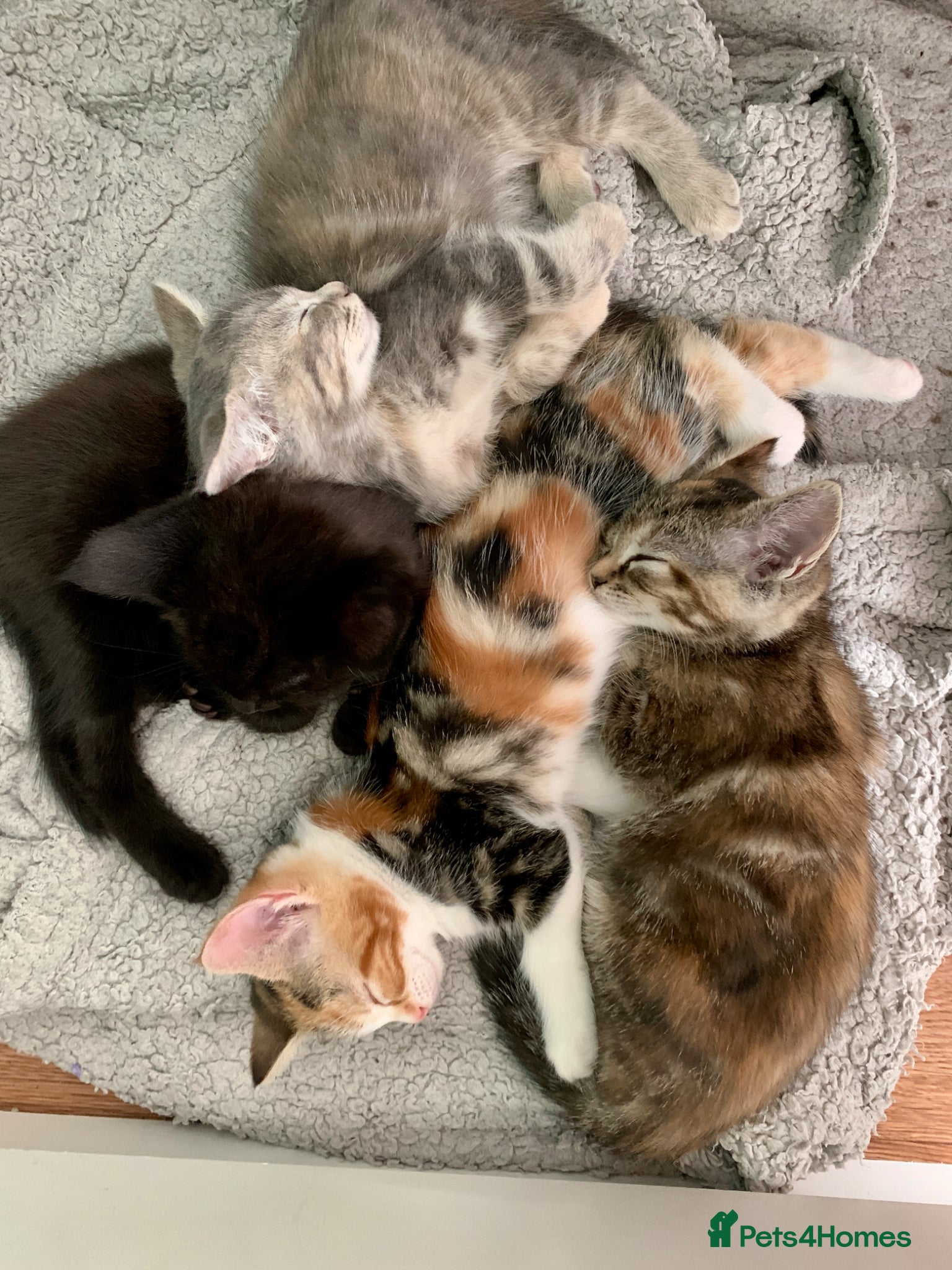 Mixed Breed cats Ragdoll mix mother - Advert 2