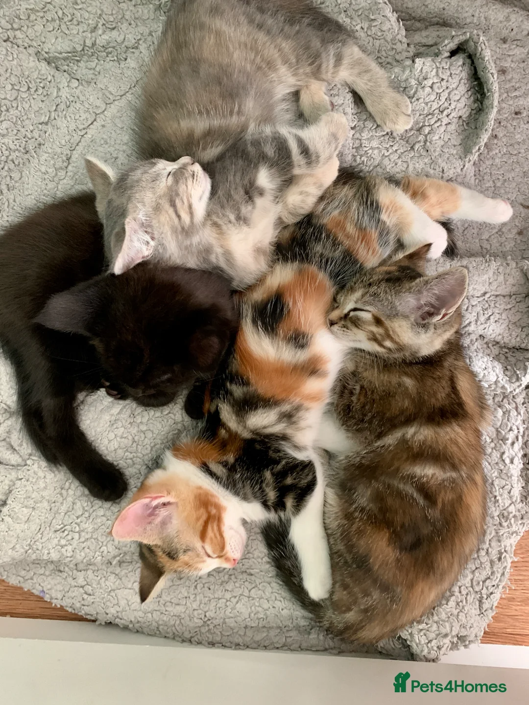 Mixed Breed cats for sale: Ragdoll mix mother - Advert 1
