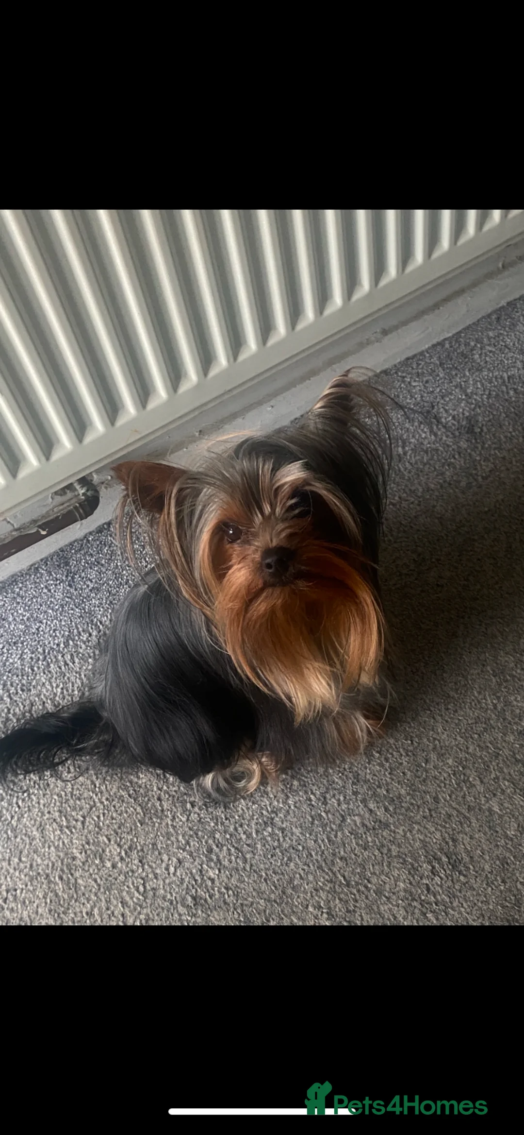 Yorkshire Terrier dogs for stud: KC registered Yorkshire Terrier Stud dog  in Manchester - Advert 7
