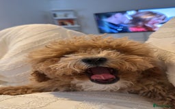 Shihpoo dogs for sale: Female Shihpoo in Walsall - Image 4
