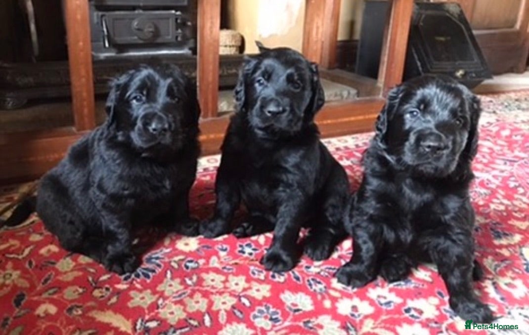Mixed Breed dogs Beautiful Golden x Flat coated retriever puppiess - Advert 2