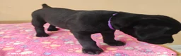 Labrador Retriever dogs for sale: Exceptional Home Raised Labrador Puppies in Nottingham - Advert 12